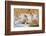 Pig-null-Framed Photographic Print