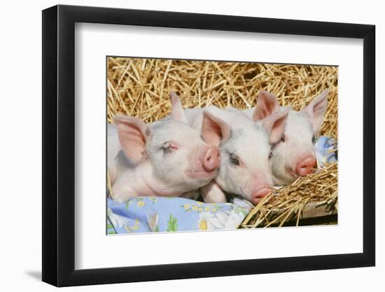 Pig-null-Framed Photographic Print