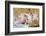 Pig-null-Framed Photographic Print