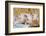 Pig-null-Framed Photographic Print