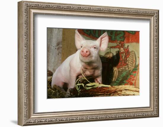 Pig-null-Framed Photographic Print