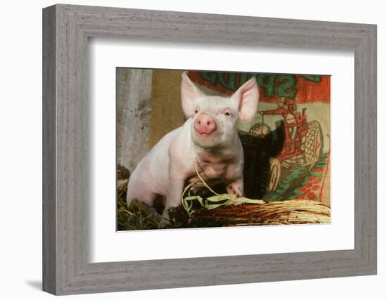 Pig-null-Framed Photographic Print