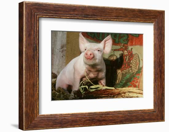 Pig-null-Framed Photographic Print