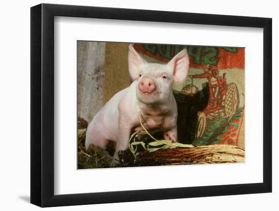 Pig-null-Framed Photographic Print