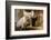 Pig-null-Framed Photographic Print