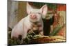 Pig-null-Mounted Photographic Print