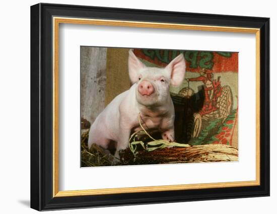 Pig-null-Framed Photographic Print