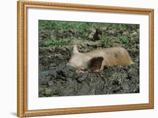 Pig-null-Framed Photographic Print