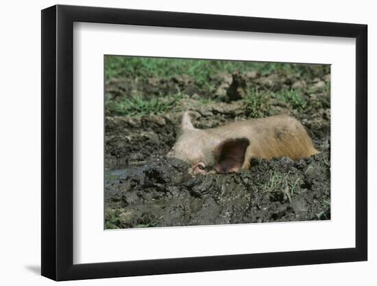 Pig-null-Framed Photographic Print