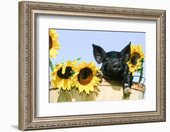 Pig-null-Framed Photographic Print