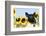 Pig-null-Framed Photographic Print