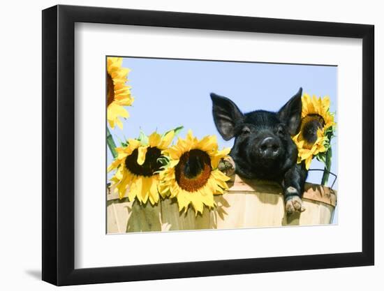 Pig-null-Framed Photographic Print