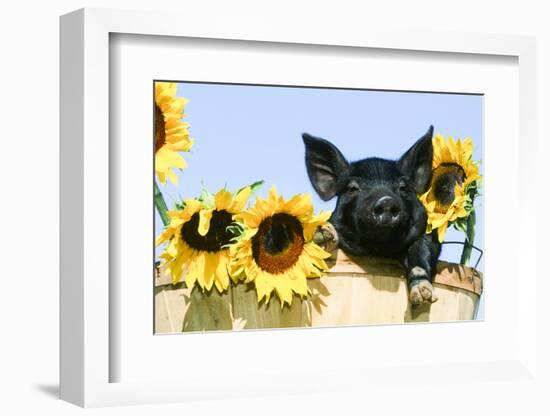 Pig-null-Framed Photographic Print