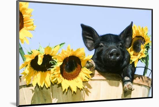 Pig-null-Mounted Photographic Print