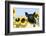 Pig-null-Framed Photographic Print