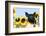 Pig-null-Framed Photographic Print