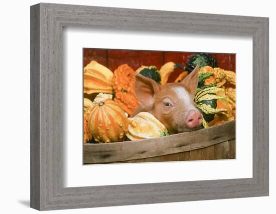 Pig-null-Framed Photographic Print