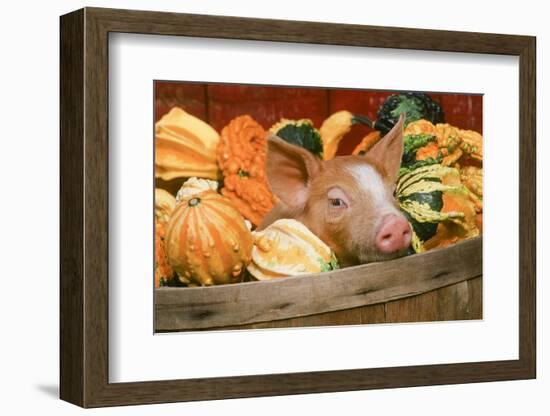 Pig-null-Framed Photographic Print