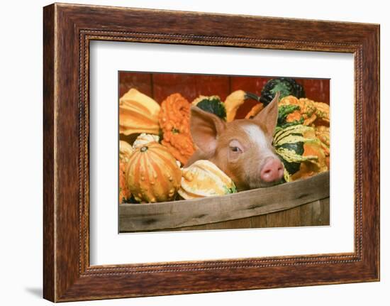 Pig-null-Framed Photographic Print