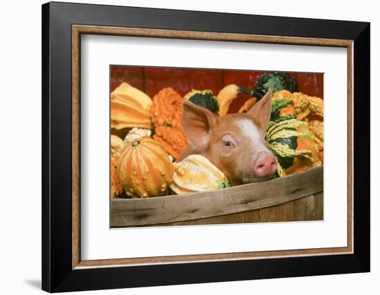 Pig-null-Framed Photographic Print