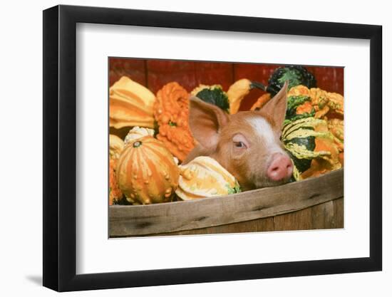 Pig-null-Framed Photographic Print