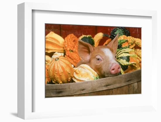 Pig-null-Framed Photographic Print