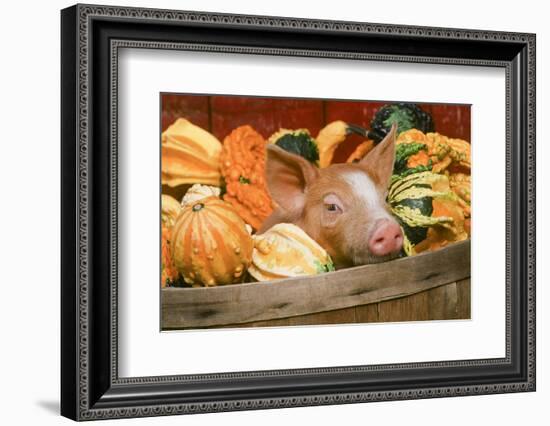 Pig-null-Framed Photographic Print