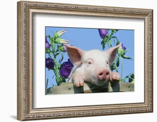 Pig-null-Framed Photographic Print