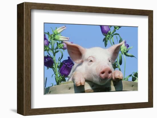 Pig-null-Framed Photographic Print