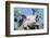 Pig-null-Framed Photographic Print