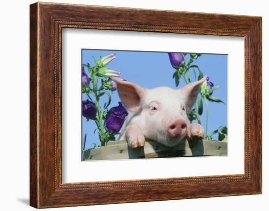 Pig-null-Framed Photographic Print