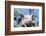 Pig-null-Framed Photographic Print