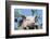 Pig-null-Framed Photographic Print