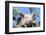 Pig-null-Framed Photographic Print