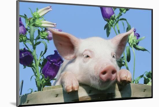 Pig-null-Mounted Photographic Print