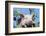 Pig-null-Framed Photographic Print