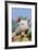 Pig-null-Framed Photographic Print