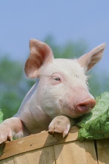 Photographic Print, , large