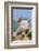 Pig-null-Framed Photographic Print