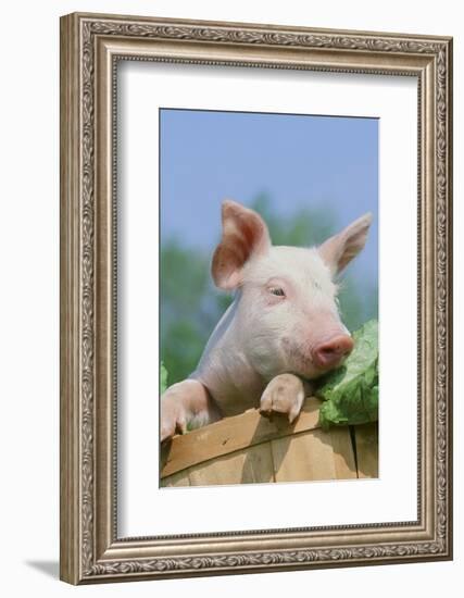 Pig-null-Framed Photographic Print