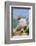 Pig-null-Framed Photographic Print