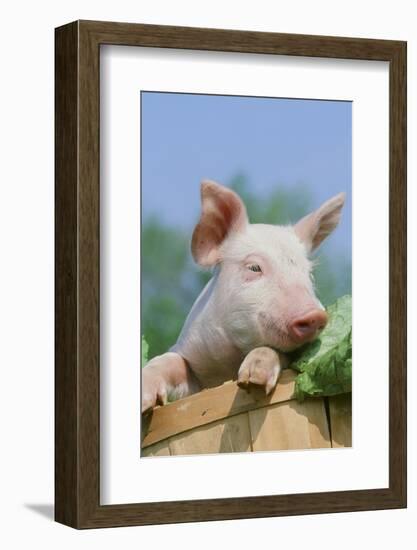 Pig-null-Framed Photographic Print