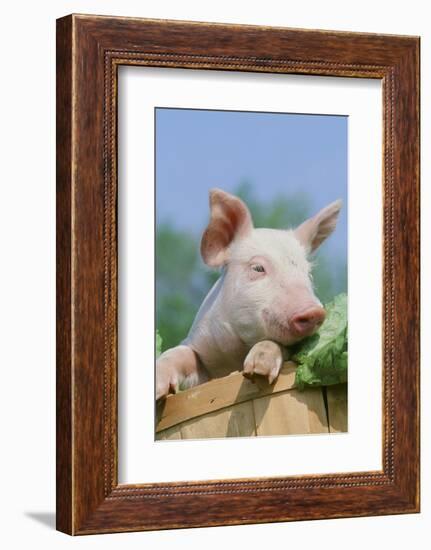 Pig-null-Framed Photographic Print