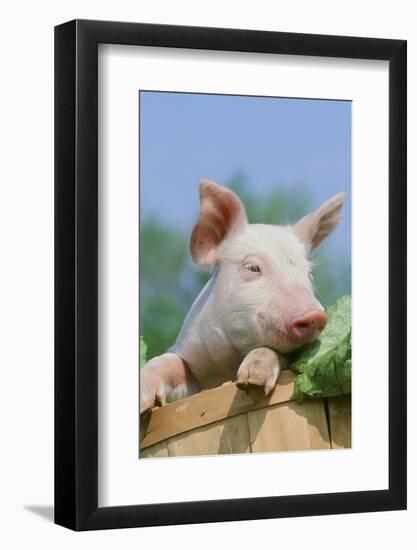 Pig-null-Framed Photographic Print