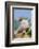 Pig-null-Framed Photographic Print