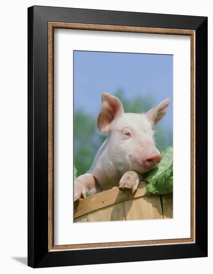 Pig-null-Framed Photographic Print