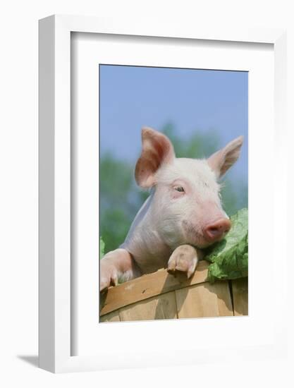 Pig-null-Framed Photographic Print