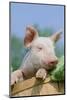 Pig-null-Mounted Photographic Print