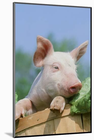 Pig-null-Mounted Photographic Print