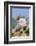 Pig-null-Framed Photographic Print